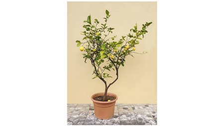 PIANTA DI LIMONE entro vaso in terracotta festonato LEMON TREE