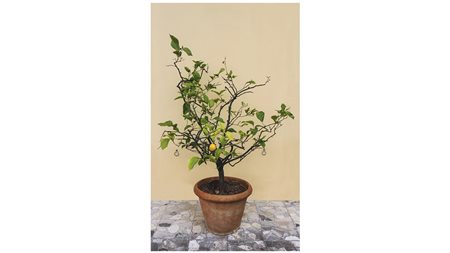 PIANTA DI LIMONE entro vaso in terracotta festonato LEMON TREE