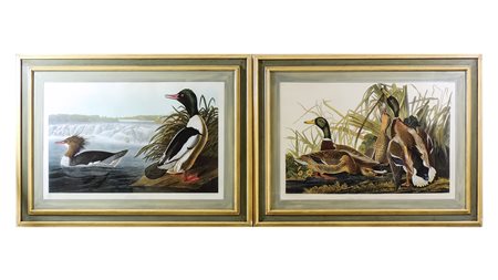 ANATRE coppia di grandi stampe colorate, in cornice cm 57x90 DUCKS, A PAIR OF...