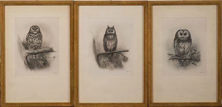 Gruppo di cinque incisioni raffiguranti gufi. In cornici. Group of five owl...