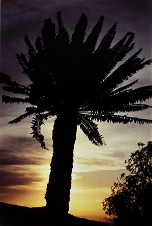 GRAEME WILLIAMS Cycads – Modjadji National Park, 1994 Fotografia a colori Es....