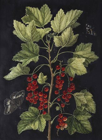 (attr.)"Ribes rossi con farfalle" tempera su carta (cm 27x20,5)In cornice...