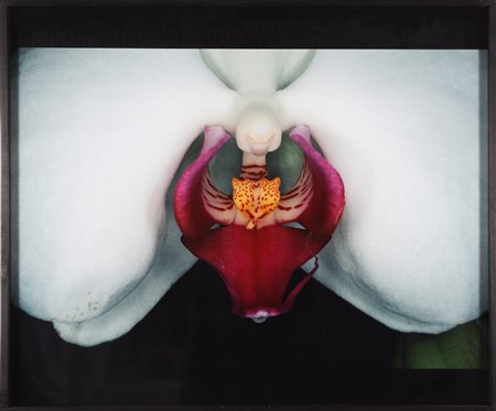 ARAKI NOBUYOSHI (n. 1940) Orchidea. Fotografia. Cm 60,00 x 40,00. Firmato al...