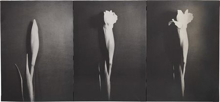 Elio Mariani, Milano 1943, L'angoscia del tempo che passa: Il fiore, 1974,...